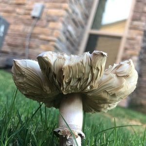 Meet your Posher, Jennie